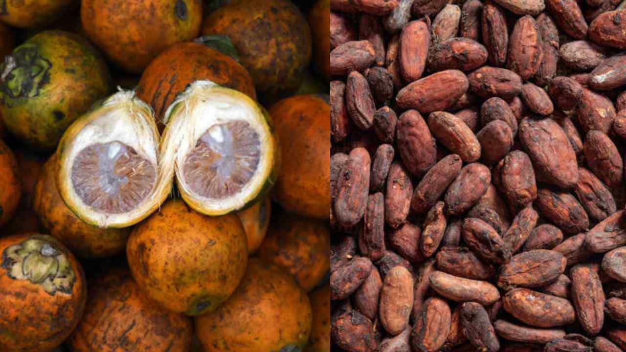 Arecanut Price 4 July: ಇಂದಿನ ಅಡಿಕೆ ಧಾರಣೆ; ವಿವಿಧ ಮಾರುಕಟ್ಟೆಯಲ್ಲಿನ ಅಡಿಕೆ ದರ ಹೀಗಿದೆ Arecanut Price 4 July: ಇಂದಿನ ಅಡಿಕೆ ಧಾರಣೆ; ವಿವಿಧ ಮಾರುಕಟ್ಟೆಯಲ್ಲಿನ ಅಡಿಕೆ ದರ ಹೀಗಿದೆ
