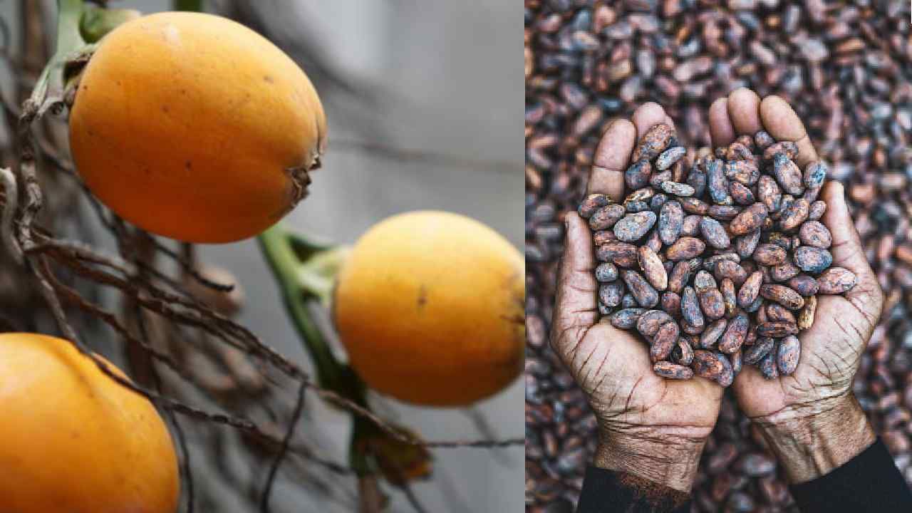 Arecanut Price 10 July: ಇಂದಿನ ಅಡಿಕೆ ಧಾರಣೆ, ವಿವಿಧ ಮಾರುಕಟ್ಟೆಗಳಲ್ಲಿ ಅಡಿಕೆ ಮತ್ತು ಕೋಕೋ ರೇಟ್ ಹೀಗಿದೆ Arecanut Price 10 July: ಇಂದಿನ ಅಡಿಕೆ ಧಾರಣೆ, ವಿವಿಧ ಮಾರುಕಟ್ಟೆಗಳಲ್ಲಿ ಅಡಿಕೆ ಮತ್ತು ಕೋಕೋ ರೇಟ್ ಹೀಗಿದೆ