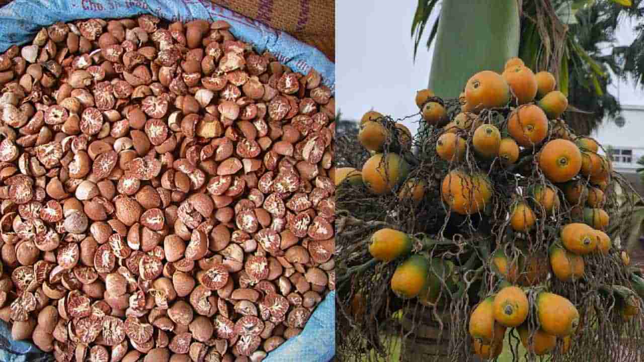 Arecanut Price 11 July: ಇಂದಿನ ಅಡಿಕೆ ಧಾರಣೆ, ಪ್ರಮುಖ ಮಾರುಕಟ್ಟೆಯಲ್ಲಿನ ಅಡಿಕೆ ದರ ಹೀಗಿದೆ