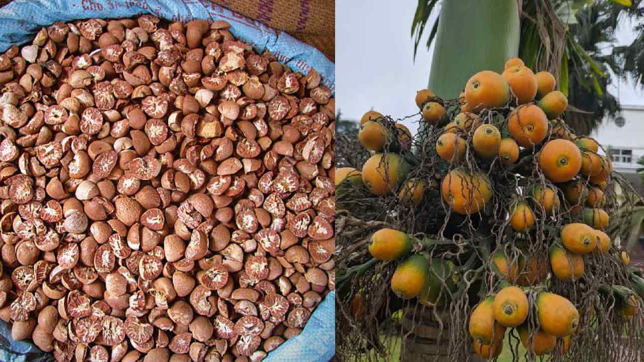 Arecanut Price 11 July: ಇಂದಿನ ಅಡಿಕೆ ಧಾರಣೆ, ಪ್ರಮುಖ ಮಾರುಕಟ್ಟೆಯಲ್ಲಿನ ಅಡಿಕೆ ದರ ಹೀಗಿದೆ