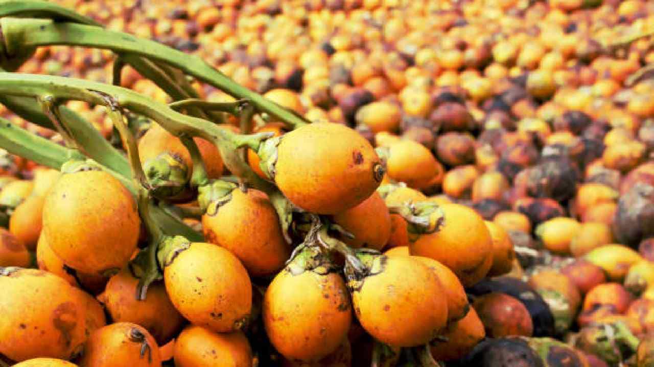 Arecanut Price 18 July: ಇಂದಿನ ಅಡಿಕೆ ಧಾರಣೆ, ಪ್ರಮುಖ ಮಾರುಕಟ್ಟೆಯಲ್ಲಿನ ಅಡಿಕೆ, ಕೋಕೋ ರೇಟ್ ಹೀಗಿದೆ Arecanut Price 18 July: ಇಂದಿನ ಅಡಿಕೆ ಧಾರಣೆ, ಪ್ರಮುಖ ಮಾರುಕಟ್ಟೆಯಲ್ಲಿನ ಅಡಿಕೆ, ಕೋಕೋ ರೇಟ್ ಹೀಗಿದೆ