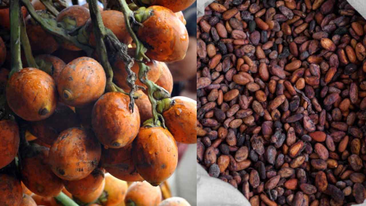 Arecanut Price 24 July: ಇಂದಿನ ಅಡಿಕೆ ಧಾರಣೆ, ಪ್ರಮುಖ ಮಾರುಕಟ್ಟೆಯಲ್ಲಿ ಅಡಿಕೆ ಮತ್ತು ಕೋಕೋ ದರ ಹೀಗಿದೆ Arecanut Price 24 July: ಇಂದಿನ ಅಡಿಕೆ ಧಾರಣೆ, ಪ್ರಮುಖ ಮಾರುಕಟ್ಟೆಯಲ್ಲಿ ಅಡಿಕೆ ಮತ್ತು ಕೋಕೋ ದರ ಹೀಗಿದೆ