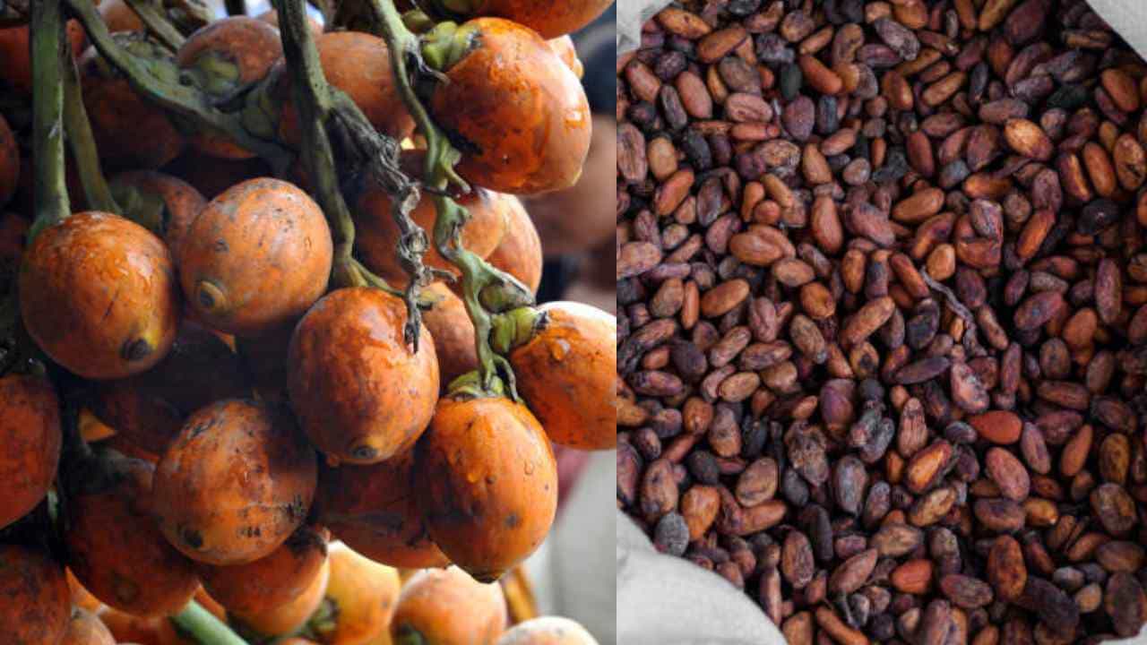 Arecanut Price 24 July: ಇಂದಿನ ಅಡಿಕೆ ಧಾರಣೆ, ಪ್ರಮುಖ ಮಾರುಕಟ್ಟೆಯಲ್ಲಿ ಅಡಿಕೆ ಮತ್ತು ಕೋಕೋ ದರ ಹೀಗಿದೆ Arecanut Price 24 July: ಇಂದಿನ ಅಡಿಕೆ ಧಾರಣೆ, ಪ್ರಮುಖ ಮಾರುಕಟ್ಟೆಯಲ್ಲಿ ಅಡಿಕೆ ಮತ್ತು ಕೋಕೋ ದರ ಹೀಗಿದೆ