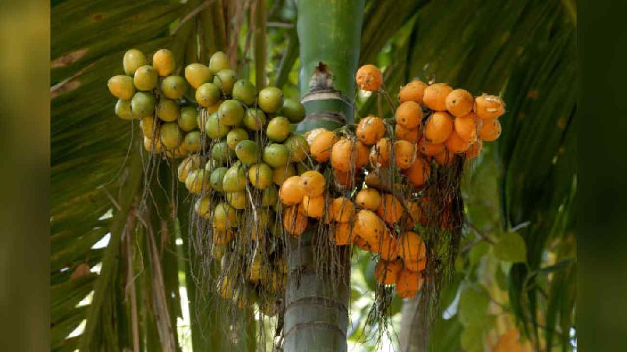 Arecanut Price 25 July: ಅಡಿಕೆ ಧಾರಣೆ, ಪ್ರಮುಖ ಮಾರುಕಟ್ಟೆಯಲ್ಲಿ ಇಂದಿನ ಅಡಿಕೆ ಮತ್ತು ಕೋಕೋ ದರ ಹೀಗಿದೆ