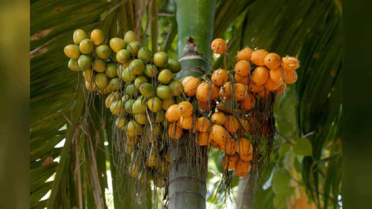 Arecanut Price 25 July: ಅಡಿಕೆ ಧಾರಣೆ, ಪ್ರಮುಖ ಮಾರುಕಟ್ಟೆಯಲ್ಲಿ ಇಂದಿನ ಅಡಿಕೆ ಮತ್ತು ಕೋಕೋ ದರ ಹೀಗಿದೆ Arecanut Price 25 July: ಅಡಿಕೆ ಧಾರಣೆ, ಪ್ರಮುಖ ಮಾರುಕಟ್ಟೆಯಲ್ಲಿ ಇಂದಿನ ಅಡಿಕೆ ಮತ್ತು ಕೋಕೋ ದರ ಹೀಗಿದೆ