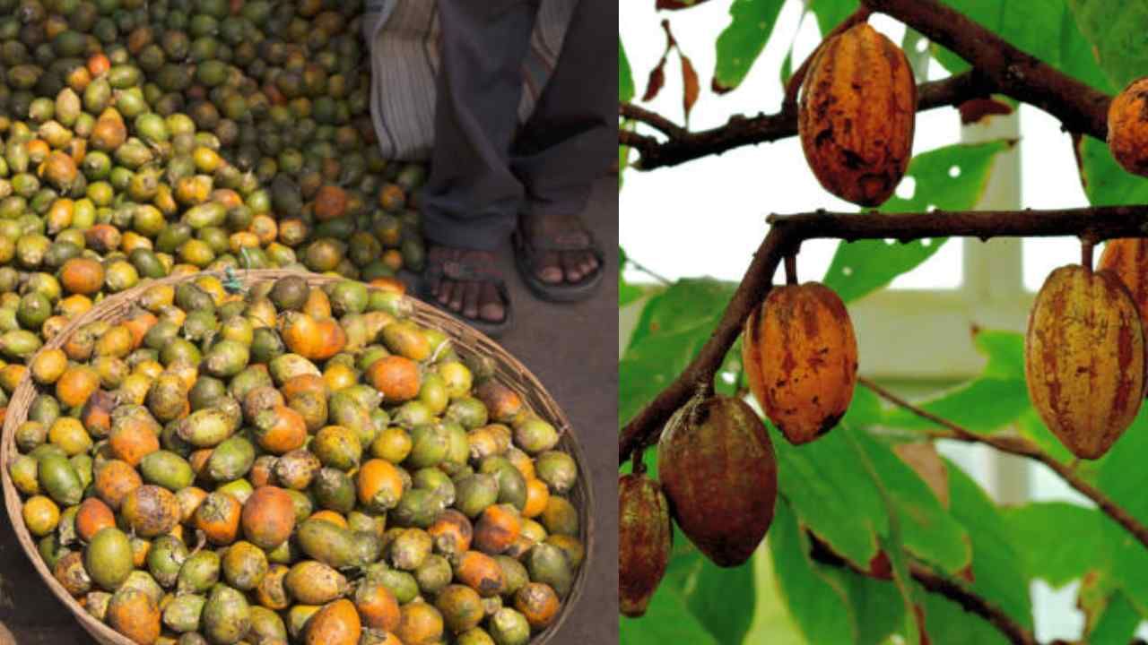 Arecanut Price 31 July: ಇಂದಿನ ಅಡಿಕೆ ಧಾರಣೆ, ಪ್ರಮುಖ ಮಾರುಕಟ್ಟೆಯಲ್ಲಿ ಕೋಕೋ, ಅಡಿಕೆ ದರ ಹೀಗಿದೆ