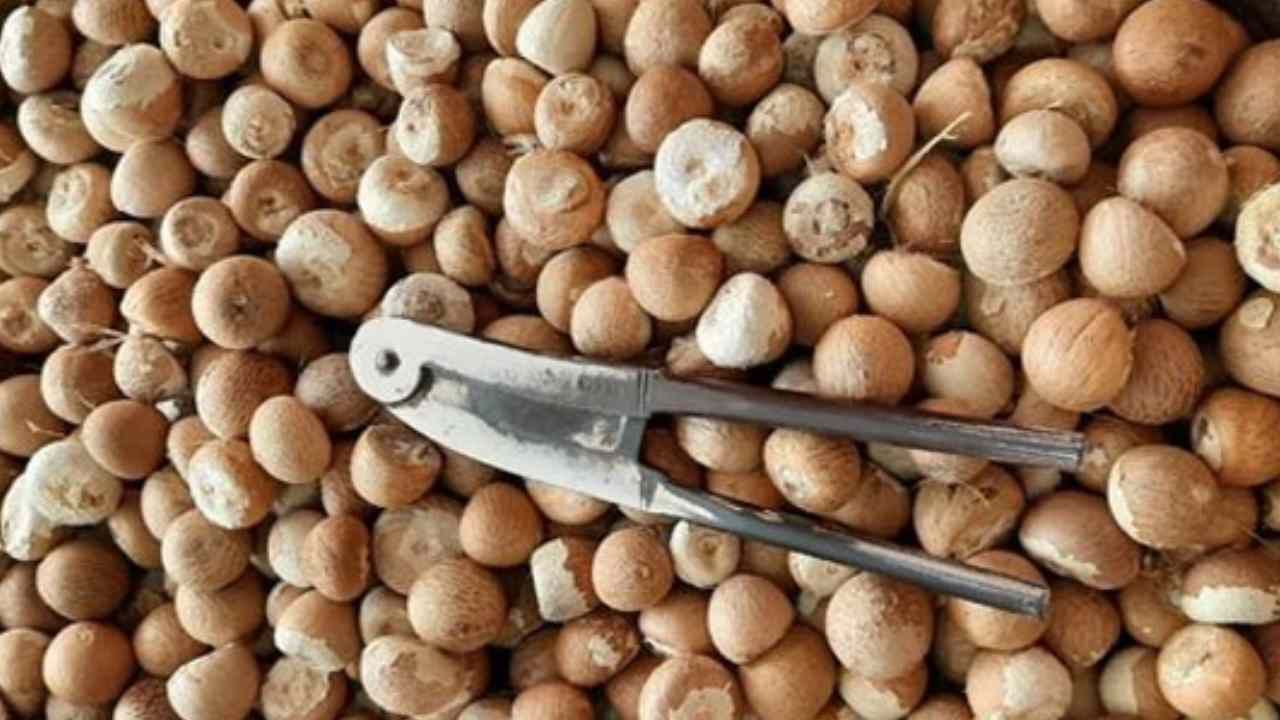 Arecanut Price 15 July: ಇಂದಿನ ಅಡಿಕೆ ಧಾರಣೆ, ಪ್ರಮುಖ ಮಾರುಕಟ್ಟೆಗಳಲ್ಲಿ ಅಡಿಕೆ ದರ ಹೀಗಿದೆ Arecanut Price 15 July: ಇಂದಿನ ಅಡಿಕೆ ಧಾರಣೆ, ಪ್ರಮುಖ ಮಾರುಕಟ್ಟೆಗಳಲ್ಲಿ ಅಡಿಕೆ ದರ ಹೀಗಿದೆ