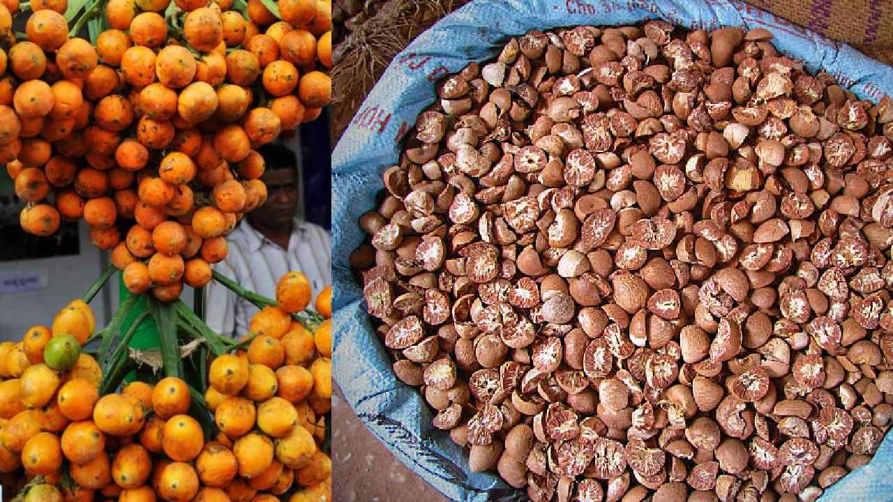 Arecanut Price 3 July: ಇಂದಿನ ಅಡಿಕೆ ಧಾರಣೆ; ವಿವಿಧ ಮಾರುಕಟ್ಟೆಯಲ್ಲಿನ ಅಡಿಕೆ ದರ ಹೀಗಿದೆ Arecanut Price 3 July: ಇಂದಿನ ಅಡಿಕೆ ಧಾರಣೆ; ವಿವಿಧ ಮಾರುಕಟ್ಟೆಯಲ್ಲಿನ ಅಡಿಕೆ ದರ ಹೀಗಿದೆ