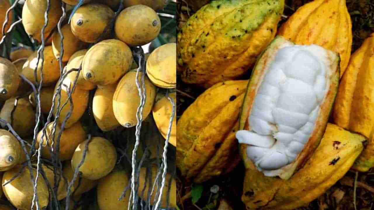 Arecanut Price 27 July: ಇಂದಿನ ಅಡಿಕೆ ಧಾರಣೆ, ಪ್ರಮುಖ ಮಾರುಕಟ್ಟೆಯಲ್ಲಿನ ಅಡಿಕೆ, ಕೋಕೋ ದರ ಹೀಗಿದೆ