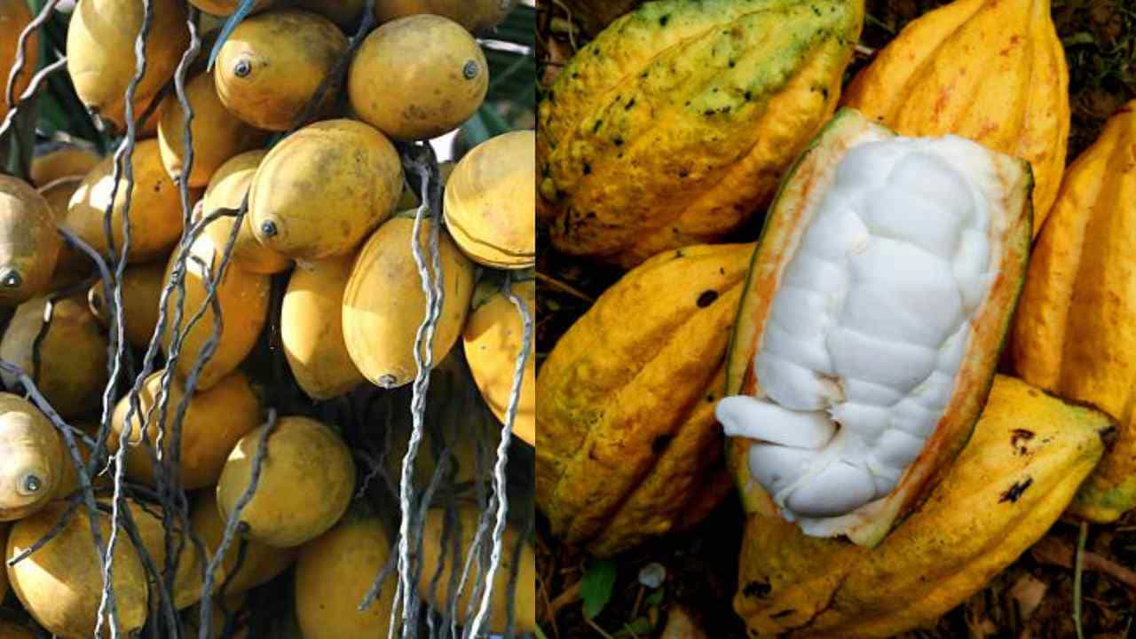 Arecanut Price 27 July: ಇಂದಿನ ಅಡಿಕೆ ಧಾರಣೆ, ಪ್ರಮುಖ ಮಾರುಕಟ್ಟೆಯಲ್ಲಿನ ಅಡಿಕೆ, ಕೋಕೋ ದರ ಹೀಗಿದೆ Arecanut Price 27 July: ಇಂದಿನ ಅಡಿಕೆ ಧಾರಣೆ, ಪ್ರಮುಖ ಮಾರುಕಟ್ಟೆಯಲ್ಲಿನ ಅಡಿಕೆ, ಕೋಕೋ ದರ ಹೀಗಿದೆ