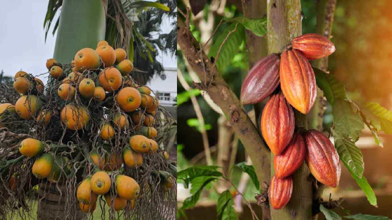 Arecanut Price 21 July: ಇಂದಿನ ಅಡಿಕೆ ಧಾರಣೆ, ಯಾವ್ಯಾವ ಮಾರುಕಟ್ಟೆಯಲ್ಲಿ ಅಡಿಕೆ, ಕೋಕೋ ದರ ಎಷ್ಟಿದೆ? Arecanut Price 21 July: ಇಂದಿನ ಅಡಿಕೆ ಧಾರಣೆ, ಯಾವ್ಯಾವ ಮಾರುಕಟ್ಟೆಯಲ್ಲಿ ಅಡಿಕೆ, ಕೋಕೋ ದರ ಎಷ್ಟಿದೆ?