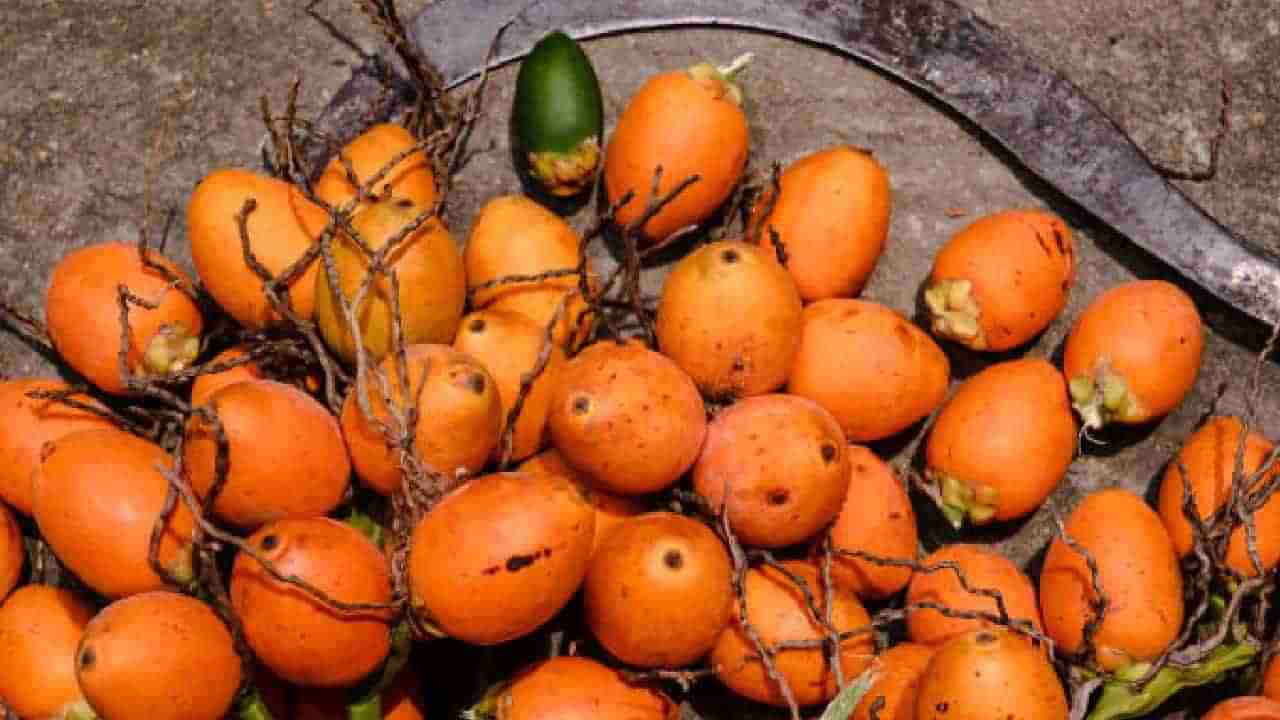 Arecanut Price 1 July: ಇಂದಿನ ಅಡಿಕೆ ಧಾರಣೆ; ವಿವಿಧ ಮಾರುಕಟ್ಟೆಯಲ್ಲಿನ ಅಡಿಕೆ ರೇಟ್ ಹೀಗಿದೆ