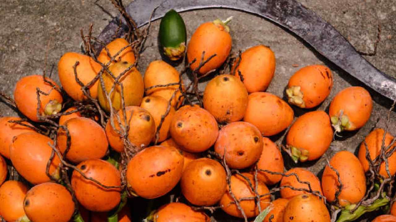 Arecanut Price 1 July: ಇಂದಿನ ಅಡಿಕೆ ಧಾರಣೆ; ವಿವಿಧ ಮಾರುಕಟ್ಟೆಯಲ್ಲಿನ ಅಡಿಕೆ ರೇಟ್ ಹೀಗಿದೆ Arecanut Price 1 July: ಇಂದಿನ ಅಡಿಕೆ ಧಾರಣೆ; ವಿವಿಧ ಮಾರುಕಟ್ಟೆಯಲ್ಲಿನ ಅಡಿಕೆ ರೇಟ್ ಹೀಗಿದೆ