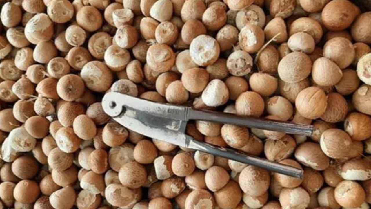 Arecanut Price 28 July: ಪ್ರಮುಖ ಮಾರುಕಟ್ಟೆಯಲ್ಲಿನ ಇಂದಿನ ಅಡಿಕೆ ಧಾರಣೆ ಹೀಗಿದೆ Arecanut Price 28 July: ಪ್ರಮುಖ ಮಾರುಕಟ್ಟೆಯಲ್ಲಿನ ಇಂದಿನ ಅಡಿಕೆ ಧಾರಣೆ ಹೀಗಿದೆ