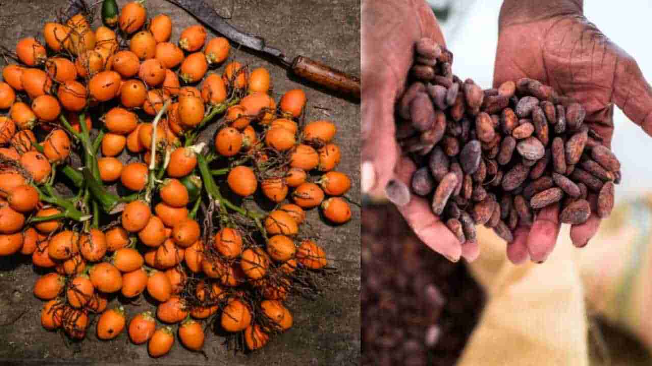 Arecanut Price 13 July: ಇಂದಿನ ಅಡಿಕೆ ಮತ್ತು ಕೋಕೋ ಧಾರಣೆ; ಪ್ರಮುಖ ಮಾರುಕಟ್ಟೆಯಲ್ಲಿನ ಅಡಿಕೆ ದರ ಹೀಗಿದೆ