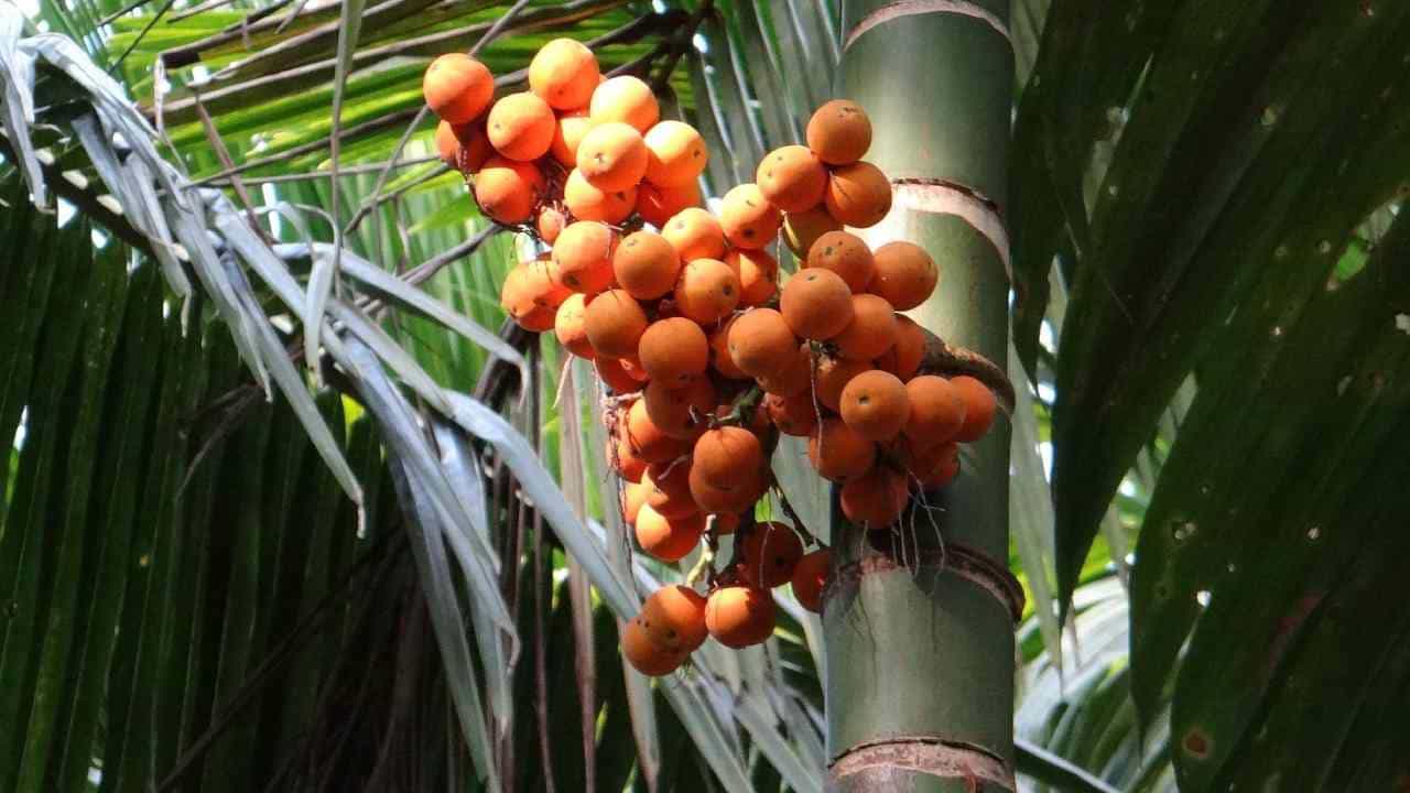 Arecanut Price 26 July: ಪ್ರಮುಖ ಮಾರುಕಟ್ಟೆಯಲ್ಲಿ ಇಂದಿನ ಅಡಿಕೆ ಧಾರಣೆ ಹೀಗಿದೆ Arecanut Price 26 July: ಪ್ರಮುಖ ಮಾರುಕಟ್ಟೆಯಲ್ಲಿ ಇಂದಿನ ಅಡಿಕೆ ಧಾರಣೆ ಹೀಗಿದೆ