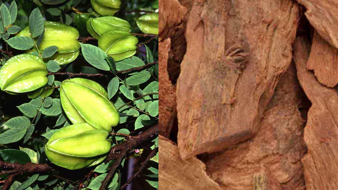 Health News: ಅರ್ಜುನ ಮರದ ಬಗ್ಗೆ ನಿಮಗೆಷ್ಟು ಗೊತ್ತು? ಇದರ ತೊಗಟೆಯಲ್ಲಿದೆ ಈ ಆರು ರೋಗಗಳ ಶಮನ ಶಕ್ತಿ Health News: ಅರ್ಜುನ ಮರದ ಬಗ್ಗೆ ನಿಮಗೆಷ್ಟು ಗೊತ್ತು? ಇದರ ತೊಗಟೆಯಲ್ಲಿದೆ ಈ ಆರು ರೋಗಗಳ ಶಮನ ಶಕ್ತಿ