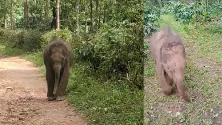 Baby Elephant: ತಾಯಿಯಿಂದ ದೂರವಾದ ಮರಿ ಆನೆ ರೋಧನೆ, ಅಯ್ಯಯ್ಯೋ...! Baby Elephant: ತಾಯಿಯಿಂದ ದೂರವಾದ ಮರಿ ಆನೆ ರೋಧನೆ, ಅಯ್ಯಯ್ಯೋ...!