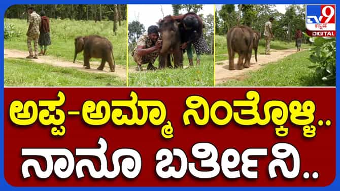 Chamarajanagar: ಬಂಡೀಪುರದ ಆನೆ ಶಿಬಿರದಲ್ಲಿ ಅನಾಥವಾಗಿದ್ದ ಹೆಣ್ಣು ಅನೆಮರಿಯೊಂದಕ್ಕೆ ಯುವ ಕಾವಾಡಿ ದಂಪತಿಯೇ ಅಪ್ಪ-ಅಮ್ಮ