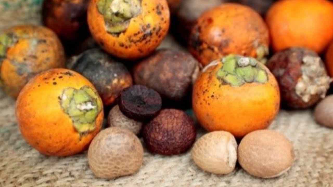 Arecanut Price 19 July: ಇಂದಿನ ಅಡಿಕೆ ಧಾರಣೆ, ಪ್ರಮುಖ ಮಾರುಕಟ್ಟೆಯಲ್ಲಿನ ಅಡಿಕೆ, ಚಿಪ್ಪು ರೇಟ್ ಹೀಗಿದೆ