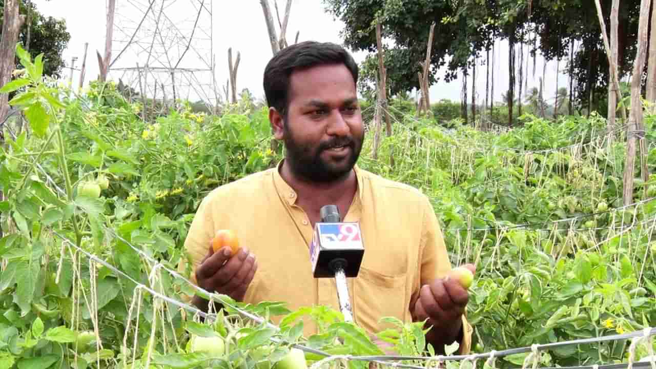 Chikkaballapur News: ಖಾಸಗಿ ಕಂಪನಿಗೆ ಗುಡ್ ಬೈ ಹೇಳಿ ಟೆಮೆಟೊ ಬೆಳೆದ ಬಿ.ಕಾಂ ಪದವೀಧರ, ಒಂದೇ ತಿಂಗಳಲ್ಲಿ ಲಕ್ಷಾಧೀಶನಾದ