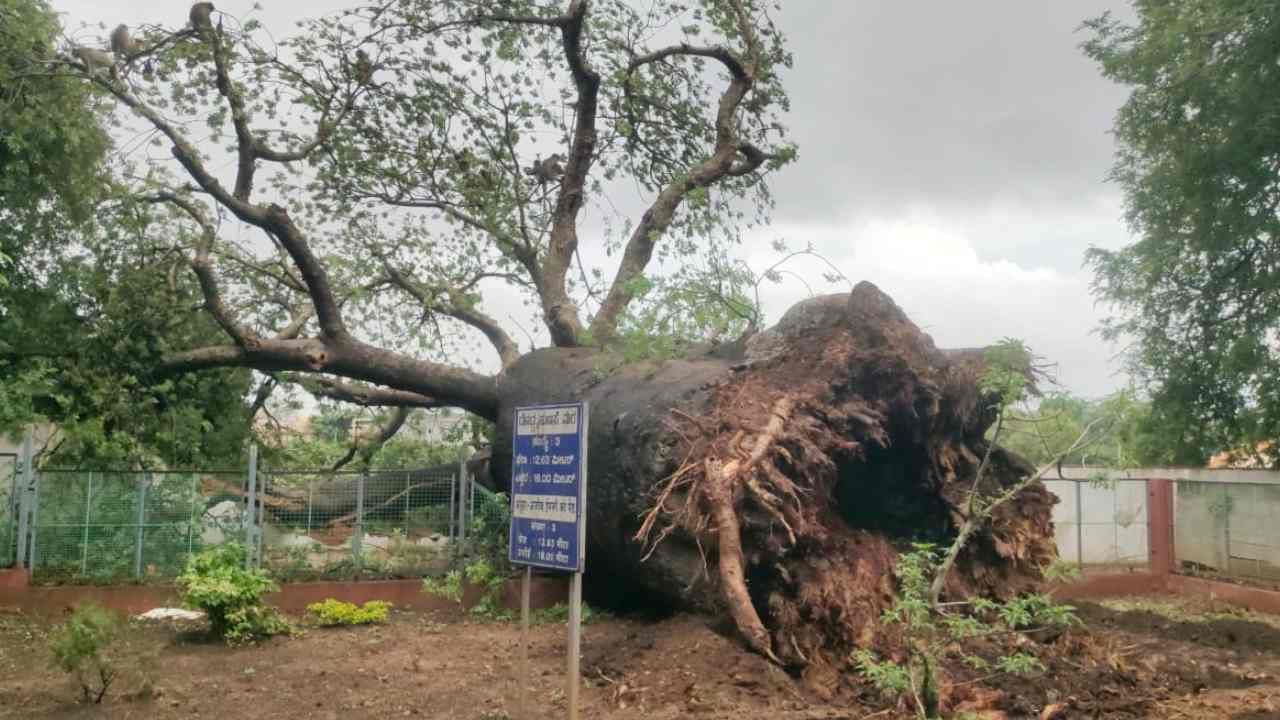 ಧರೆಗುರುಳಿದ ಸಾವಿರಾರು ವರ್ಷಗಳ ಐತಿಹಾಸಿಕ ದೊಡ್ಡ ಹುಣಸೆ ಮರ: ಮತ್ತೆ ನೆಡಲು ಅಧಿಕಾರಿಗಳು ಚಿಂತನೆ