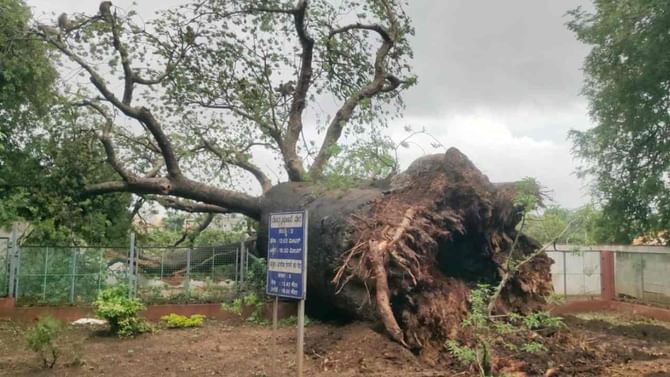 ಧರೆಗುರುಳಿದ ಸಾವಿರಾರು ವರ್ಷಗಳ ಐತಿಹಾಸಿಕ ದೊಡ್ಡ ಹುಣಸೆ ಮರ: ಮತ್ತೆ ನೆಡಲು ಅಧಿಕಾರಿಗಳು ಚಿಂತನೆ ಧರೆಗುರುಳಿದ ಸಾವಿರಾರು ವರ್ಷಗಳ ಐತಿಹಾಸಿಕ ದೊಡ್ಡ ಹುಣಸೆ ಮರ: ಮತ್ತೆ ನೆಡಲು ಅಧಿಕಾರಿಗಳು ಚಿಂತನೆ