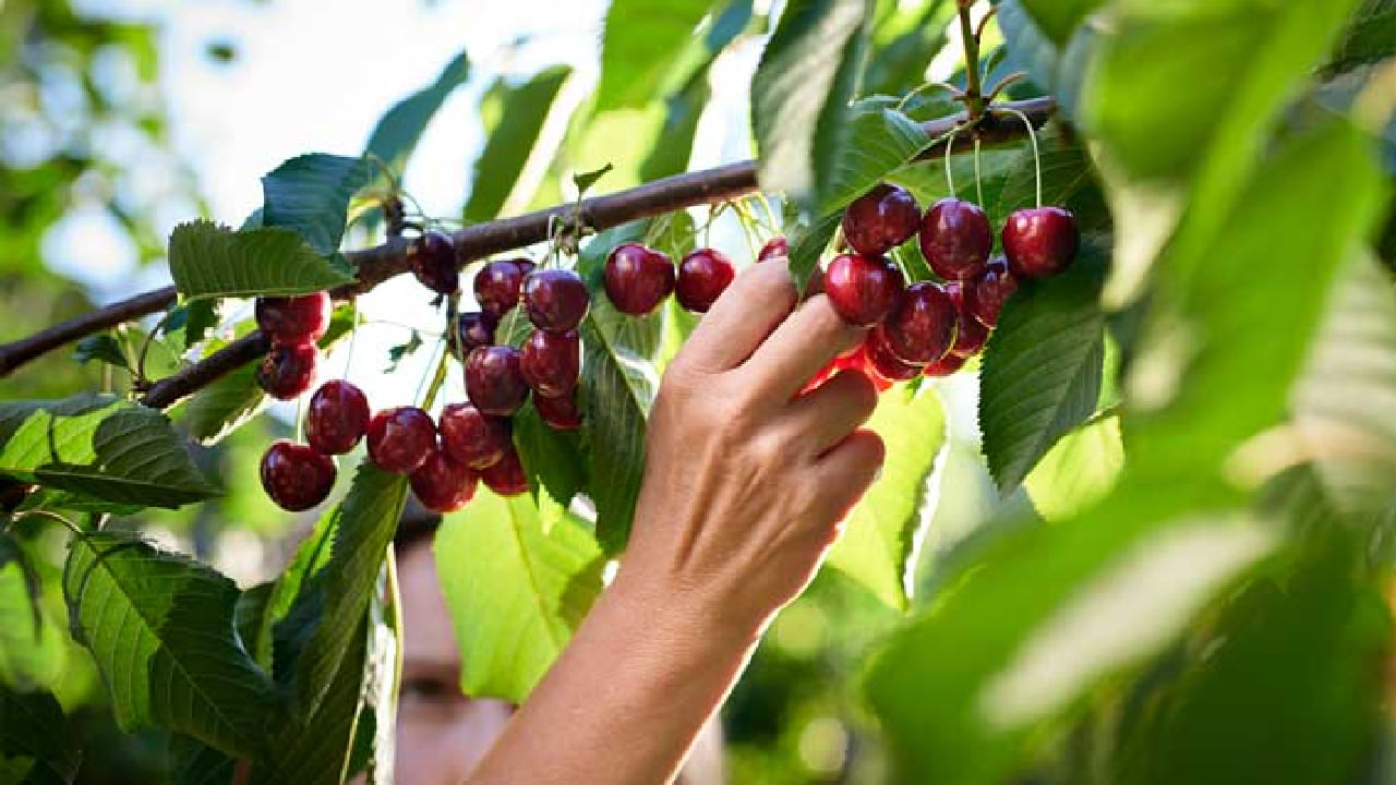 Cherries: ಚೆರ್ರಿ ಹಣ್ಣು ಹೃದಯ ಬಡಿತವನ್ನು ನಿಯಂತ್ರಿಸಬಹುದೇ?