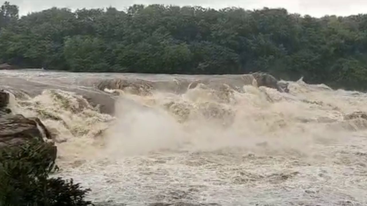 Chunchanakatte Falls: 40 ಅಡಿ ಎತ್ತರದಿಂದ ಧುಮ್ಮಿಕ್ಕುತ್ತಿದೆ ಮೈಸೂರಿನ ಚುಂಚನಕಟ್ಟೆ ಜಲಪಾತ