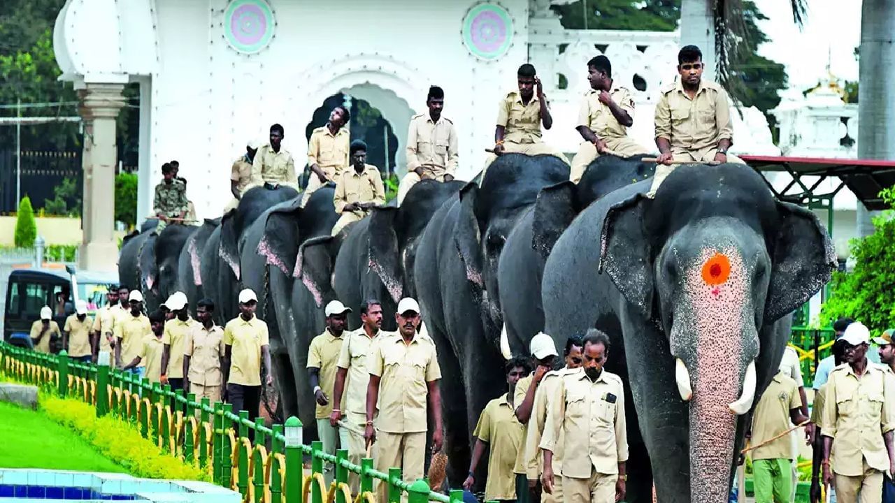 ಈ ಹಿಂದಿನ ಮುಜುಗರದಿಂದ ಎಚ್ಚೆತ್ತ ಅರಣ್ಯ ಇಲಾಖೆ; ದಸರಾಗೆ ಬರುವ ಹೆಣ್ಣಾನೆಗಳಿಗೆ ಪ್ರೆಗ್ನೆನ್ಸಿ ಟೆಸ್ಟ್