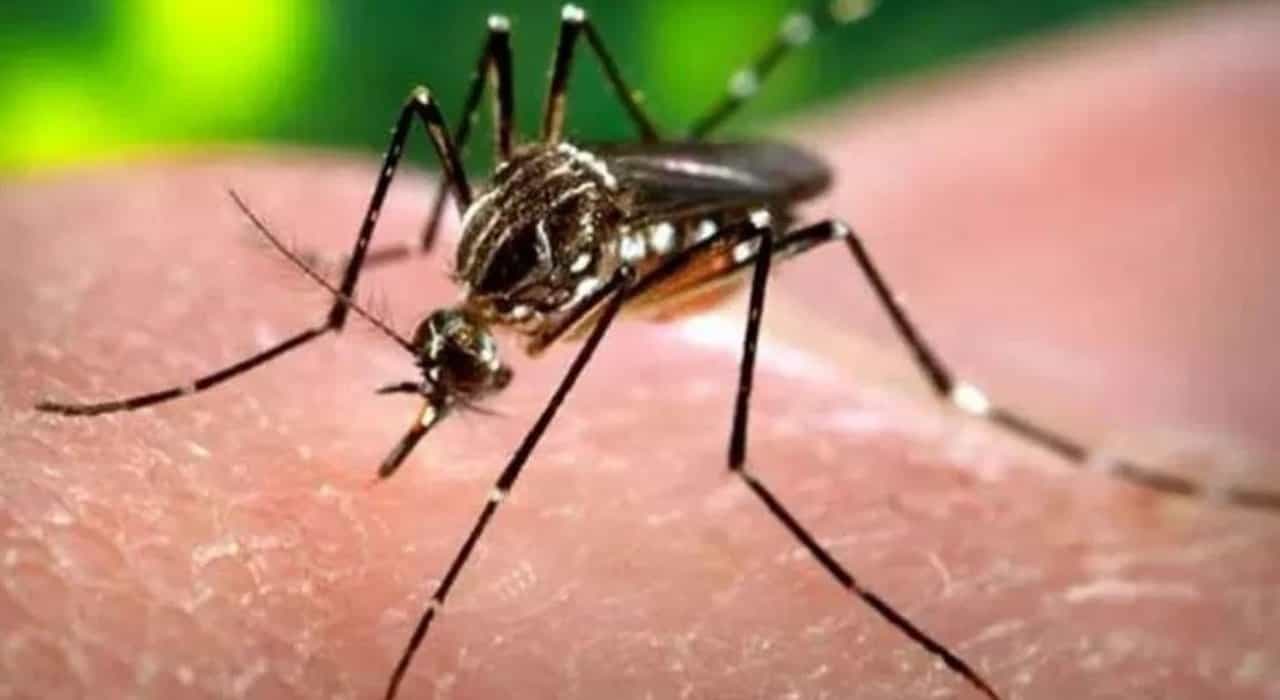 Mangaluru News: ದಕ್ಷಿಣ ಕನ್ನಡ ಜಿಲ್ಲೆಯಲ್ಲಿ ಹೆಚ್ಚುತ್ತಿರುವ ಡೆಂಗ್ಯೂ ಪ್ರಕರಣ; ನಿಯಂತ್ರಣಕ್ಕೆ ಜಿಲ್ಲಾಡಳಿತ ಕ್ರಮ Mangaluru News: ದಕ್ಷಿಣ ಕನ್ನಡ ಜಿಲ್ಲೆಯಲ್ಲಿ ಹೆಚ್ಚುತ್ತಿರುವ ಡೆಂಗ್ಯೂ ಪ್ರಕರಣ; ನಿಯಂತ್ರಣಕ್ಕೆ ಜಿಲ್ಲಾಡಳಿತ ಕ್ರಮ