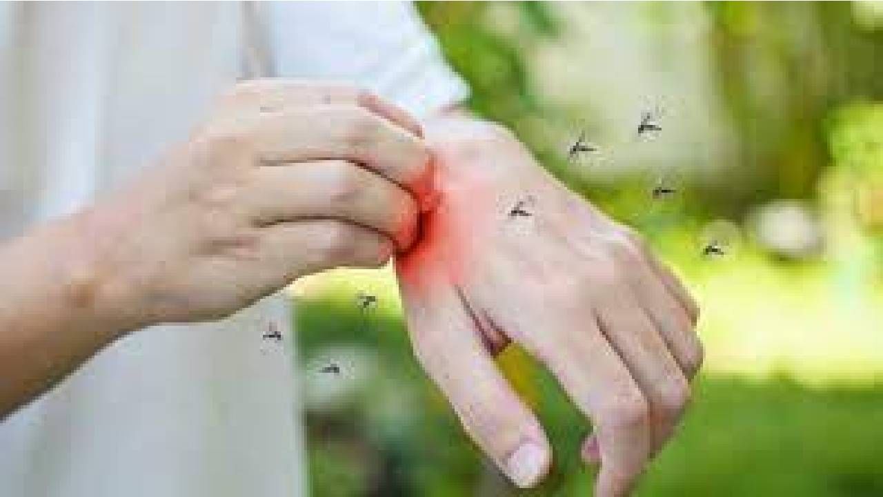 Dengue Alert: ಹೆಚ್ಚಿನ ಅಪಾಯದ ಪ್ರದೇಶಗಳಲ್ಲಿ ಡೆಂಗ್ಯೂ ಗುರುತಿಸುವುದು ಹೇಗೆ? Dengue Alert: ಹೆಚ್ಚಿನ ಅಪಾಯದ ಪ್ರದೇಶಗಳಲ್ಲಿ ಡೆಂಗ್ಯೂ ಗುರುತಿಸುವುದು ಹೇಗೆ?