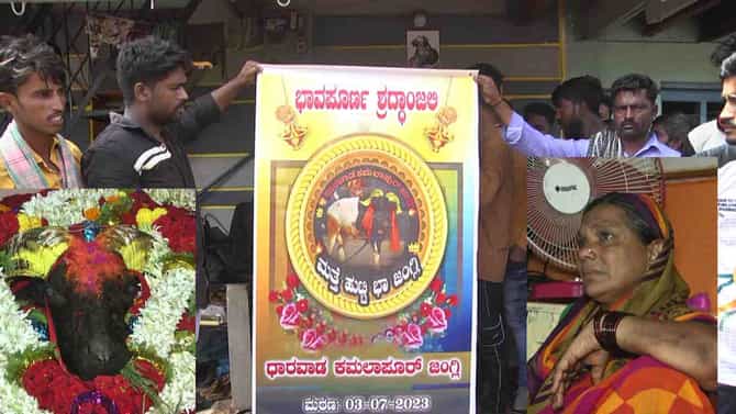 ಬಕ್ರೀದ್​ ಟೈಮಲ್ಲಿ 6 ಲಕ್ಷ ರೂ ವರೆಗೆ ರೇಟ್​​ ಏರಿಸಿಕೊಂಡಿದ್ದ ಧಾರವಾಡದ ಜಂಗ್ಲಿ ಟಗರು ಹೃದಯಾಘಾತಕ್ಕೆ ಬಲಿ