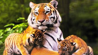 ತಿರುಪತಿ ಬಳಿ ಚಲಿಸುತ್ತಿದ್ದ ರೈಲಿನಲ್ಲಿ ಸೀಟ್​ಗಾಗಿ ಹೊಡೆದಾಟ; ರಾಜ್ಯದ 38 ಪ್ರಯಾಣಿಕರ ಮೇಲೆ ಹಲ್ಲೆ