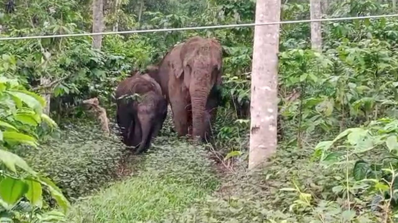 ಆಹಾರಕ್ಕಾಗಿ ಕಾಡಿನಿಂದ ನಾಡಿಗೆ ಬಂದ ಆನೆಗಳು ಯಾವಾಗ ಬೇಗಾದ್ರು ದಾಳಿ ಮಾಡಬಹುದೆಂದು ಅರಣ್ಯ ಇಲಾಖೆ ಸಿಬ್ಬಂದಿ ಆನೆಗಳ ಚಲನವಲನವನ್ನು ಟ್ರೇಸ್ ಮಾಡಿ ಸ್ಥಳೀಯರಿಗೆ ಆ ಕಡೆ ಹೋಗದಂತೆ ಎಚ್ಚರಿಸುತ್ತಿದ್ದಾರೆ.  