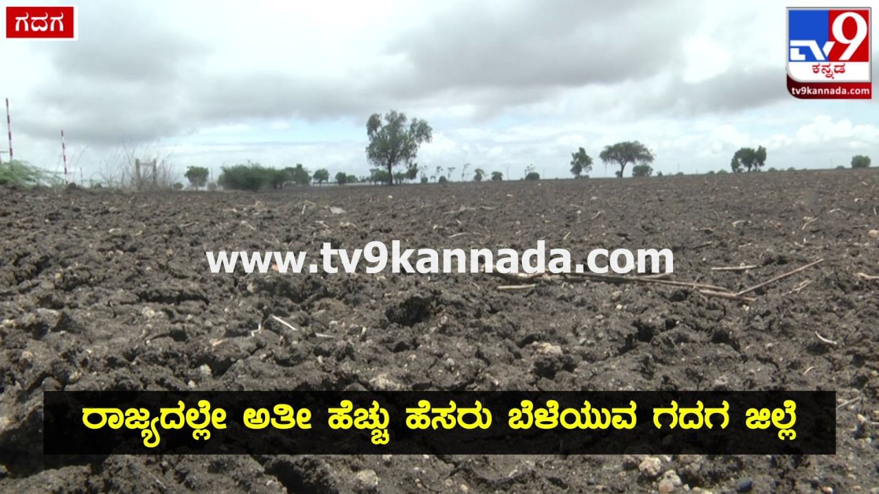 Gadag: ದಕ್ಷಿಣದಲ್ಲಿರುವ ಮಳೆ ಉತ್ತರದಲ್ಲಿಲ್ಲ, ಬಿತ್ತನೆ ಮಾಡಿ ಮಳೆಯಿಲ್ಲದೆ ಕಂಗಾಲಾದ ಗದಗ ರೈತರು