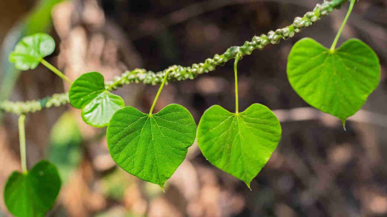 ಡೆಂಗ್ಯೂನಿಂದ ಬಳಲುತ್ತಿರುವಾಗ ಅಮೃತಬಳ್ಳಿ  ಉತ್ತಮ ಔಷಧಿಯೇ? ತಜ್ಞರ ಉತ್ತರ ಇಲ್ಲಿದೆ