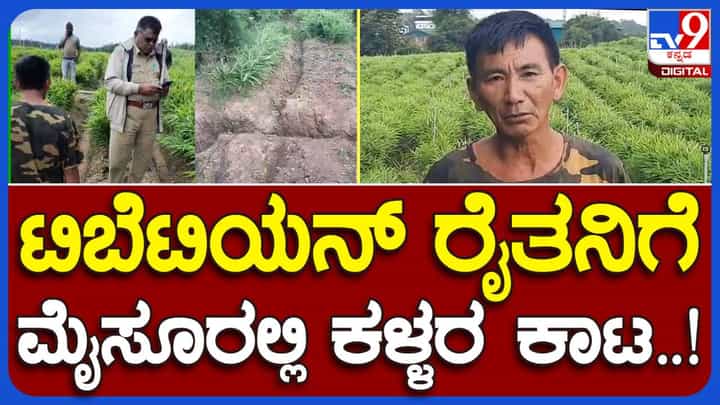 ಮೈಸೂರು: 8 ಮೂಟೆಯಷ್ಟು ಶುಂಠಿ ಕಟಾವು ಮಾಡಿ ಕಳ್ಳತನ ಮೈಸೂರು: 8 ಮೂಟೆಯಷ್ಟು ಶುಂಠಿ ಕಟಾವು ಮಾಡಿ ಕಳ್ಳತನ