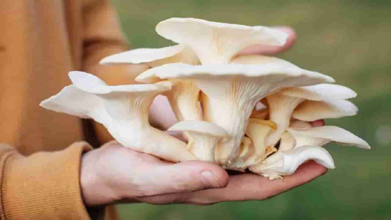 Mushrooms: ವಿಷಕಾರಿಯಲ್ಲದ ಅಣಬೆಗಳನ್ನು ಸುರಕ್ಷಿತವಾಗಿ ಆರಿಸುವುದು ಹೇಗೆ?