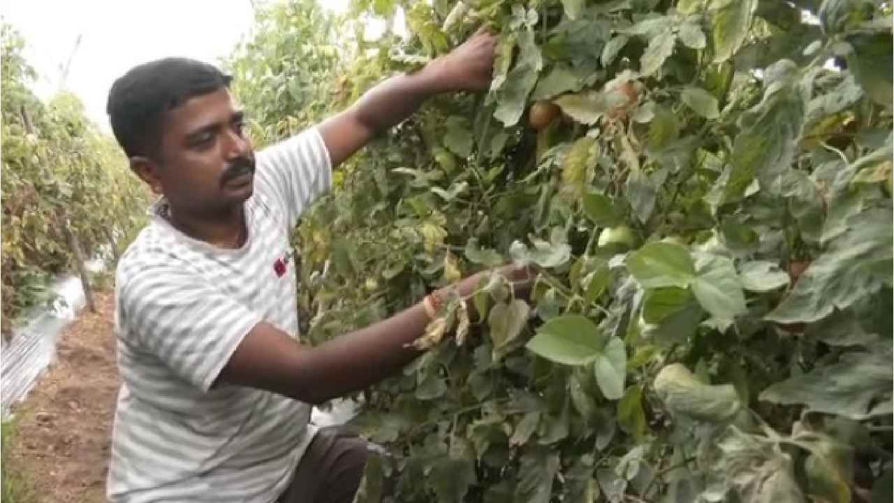 ಹಾಸನ ಮೂಲದ ರೈತ ಕೇವಲ ಒಂದೇ ಒಂದು ಎಕರೆಯಲ್ಲಿ ಟೊಮೆಟೊ ಬೆಳೆದು 20 ಲಕ್ಷಕ್ಕೂ ಅಧಿಕ ಲಾಭ ಪಡೆದಿದ್ದಾರೆ 