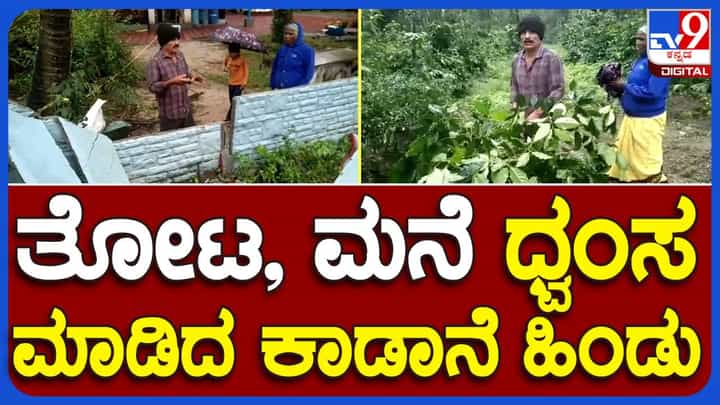 Hassan: ಲಕ್ಕುಂದ ಗ್ರಾಮಕ್ಕೆ ದಾಳಿಯಿಟ್ಟ ಕಾಡಾನೆ ಹಿಂಡು, ನಿವಾಸಿಯೊಬ್ಬರ ಮನೆ ಕಂಪೌಂಡ್ ಮತ್ತು ತೋಟ ಧ್ವಂಸ Hassan: ಲಕ್ಕುಂದ ಗ್ರಾಮಕ್ಕೆ ದಾಳಿಯಿಟ್ಟ ಕಾಡಾನೆ ಹಿಂಡು, ನಿವಾಸಿಯೊಬ್ಬರ ಮನೆ ಕಂಪೌಂಡ್ ಮತ್ತು ತೋಟ ಧ್ವಂಸ