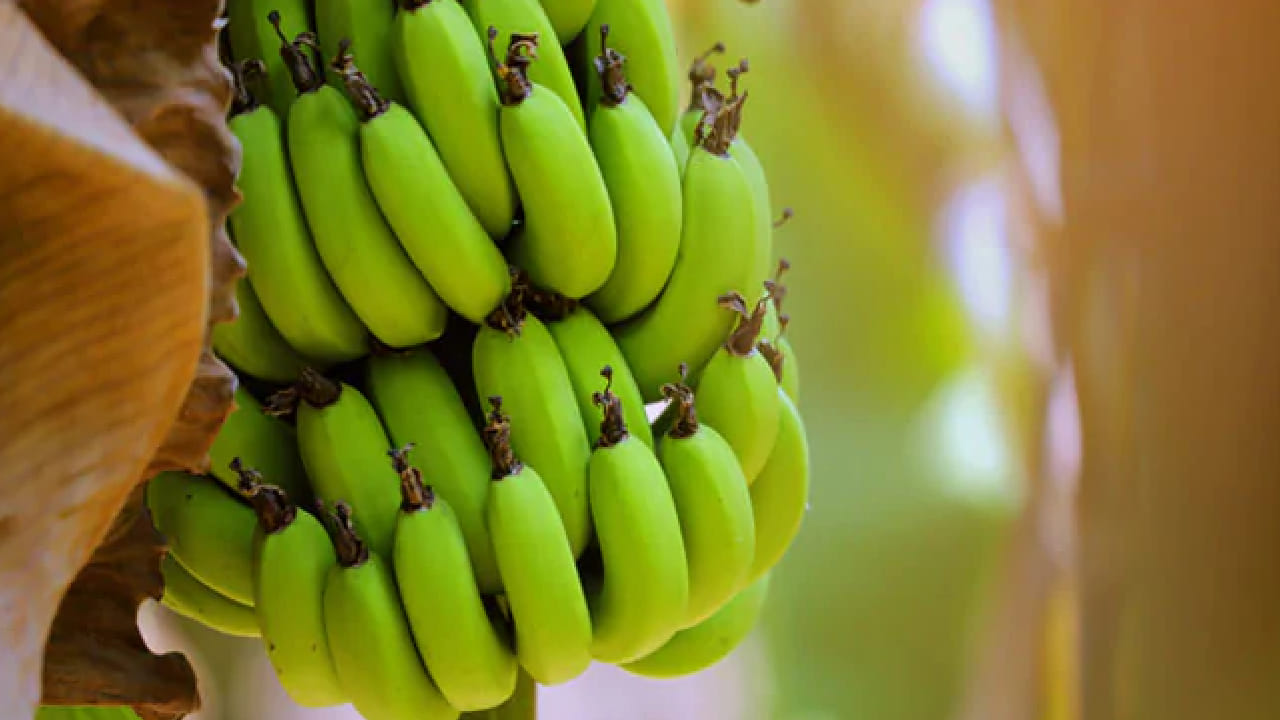 Green Banana: ಬಾಳೆಕಾಯಿಯ ಪ್ರಮುಖ 5 ಆರೋಗ್ಯ ಪ್ರಯೋಜನಗಳು ಇಲ್ಲಿವೆ Green Banana: ಬಾಳೆಕಾಯಿಯ ಪ್ರಮುಖ 5 ಆರೋಗ್ಯ ಪ್ರಯೋಜನಗಳು ಇಲ್ಲಿವೆ