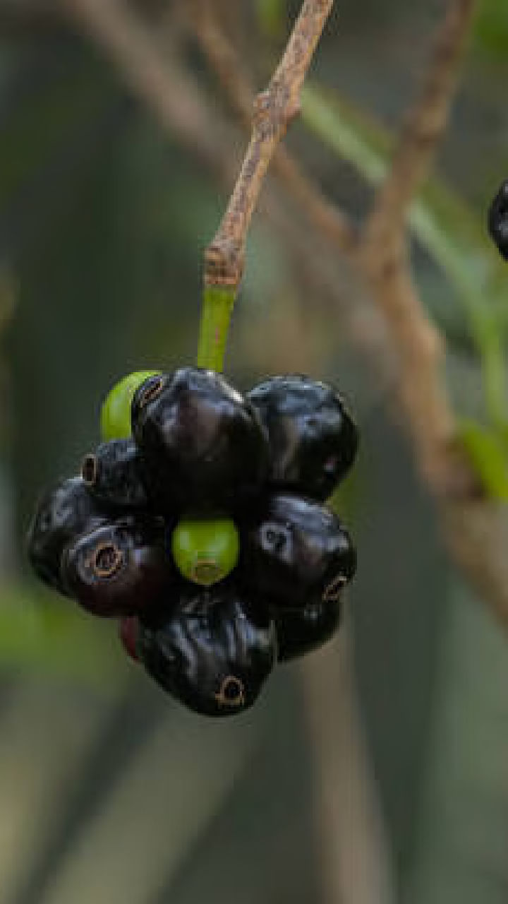 Jamun (2)