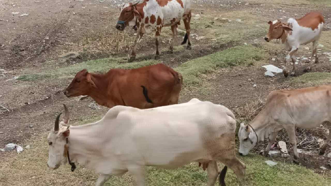 ಕಲಬುರಗಿಯಲ್ಲಿ ಕೈಕೊಟ್ಟ ಮಳೆ: ಮೇವು, ನೀರಿಲ್ಲದೆ ಜಾನುವಾರುಗಳು ಕಂಗಾಲು ಕಲಬುರಗಿಯಲ್ಲಿ ಕೈಕೊಟ್ಟ ಮಳೆ: ಮೇವು, ನೀರಿಲ್ಲದೆ ಜಾನುವಾರುಗಳು ಕಂಗಾಲು