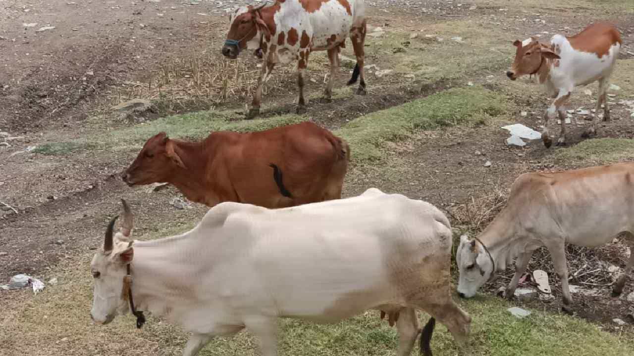 ಕಲಬುರಗಿಯಲ್ಲಿ ಕೈಕೊಟ್ಟ ಮಳೆ: ಮೇವು, ನೀರಿಲ್ಲದೆ ಜಾನುವಾರುಗಳು ಕಂಗಾಲು ಕಲಬುರಗಿಯಲ್ಲಿ ಕೈಕೊಟ್ಟ ಮಳೆ: ಮೇವು, ನೀರಿಲ್ಲದೆ ಜಾನುವಾರುಗಳು ಕಂಗಾಲು