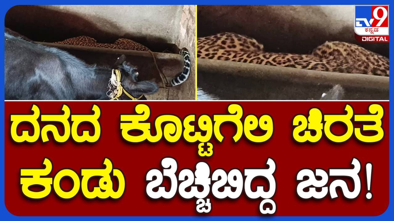 Leopard spotted: ಹಾಸನದ ಹೊಸಳ್ಳಿ ಗ್ರಾಮದಲ್ಲಿ ದನದ ಕೊಟ್ಟಿಗೆ ಹೊಕ್ಕಿರುವ ಚಿರತೆ ಹಸುಗಳಿಗೆ ತೊಂದರೆ ನೀಡದೆ ಸೊಂಪಾಗಿ ನಿದ್ರಿಸುತ್ತಿದೆ!