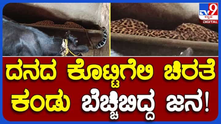 Leopard spotted: ಹಾಸನದ ಹೊಸಳ್ಳಿ ಗ್ರಾಮದಲ್ಲಿ ದನದ ಕೊಟ್ಟಿಗೆ ಹೊಕ್ಕಿರುವ ಚಿರತೆ ಹಸುಗಳಿಗೆ ತೊಂದರೆ ನೀಡದೆ ಸೊಂಪಾಗಿ ನಿದ್ರಿಸುತ್ತಿದೆ! Leopard spotted: ಹಾಸನದ ಹೊಸಳ್ಳಿ ಗ್ರಾಮದಲ್ಲಿ ದನದ ಕೊಟ್ಟಿಗೆ ಹೊಕ್ಕಿರುವ ಚಿರತೆ ಹಸುಗಳಿಗೆ ತೊಂದರೆ ನೀಡದೆ ಸೊಂಪಾಗಿ ನಿದ್ರಿಸುತ್ತಿದೆ!