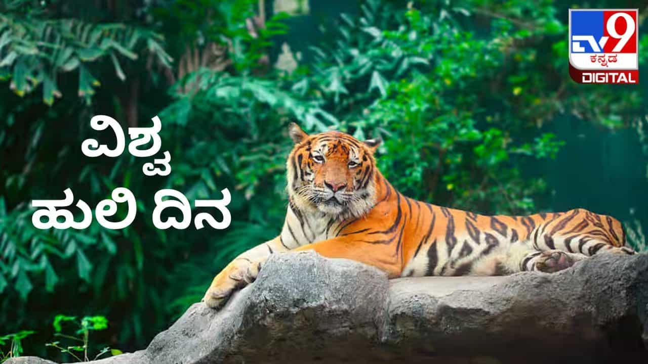 International Tiger Day 2023: ಅಂತರಾಷ್ಟ್ರೀಯ ಹುಲಿ ದಿನವನ್ನು ಏಕೆ ಆಚರಿಸಲಾಗುತ್ತದೆ? ಇಲ್ಲಿದೆ ಮಾಹಿತಿ International Tiger Day 2023: ಅಂತರಾಷ್ಟ್ರೀಯ ಹುಲಿ ದಿನವನ್ನು ಏಕೆ ಆಚರಿಸಲಾಗುತ್ತದೆ? ಇಲ್ಲಿದೆ ಮಾಹಿತಿ
