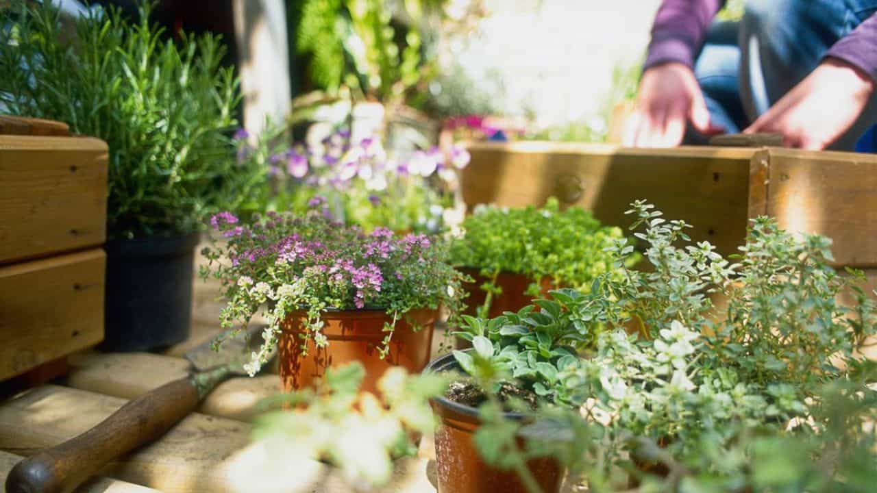 Monsoon Gardening Tips: ಮಳೆಗಾಲದಲ್ಲಿ ಕೈತೋಟದ ನಿರ್ವಹಣೆ ಹೇಗೆ? ಇಲ್ಲಿದೆ ಸೂಕ್ತ ಸಲಹೆ Monsoon Gardening Tips: ಮಳೆಗಾಲದಲ್ಲಿ ಕೈತೋಟದ ನಿರ್ವಹಣೆ ಹೇಗೆ? ಇಲ್ಲಿದೆ ಸೂಕ್ತ ಸಲಹೆ
