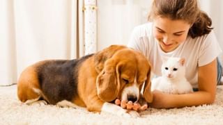 Monsoon Gardening Tips: ಮಳೆಗಾಲದಲ್ಲಿ ಕೈತೋಟದ ನಿರ್ವಹಣೆ ಹೇಗೆ? ಇಲ್ಲಿದೆ ಸೂಕ್ತ ಸಲಹೆ